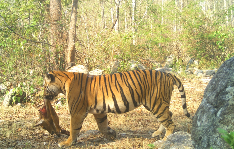 Tiger eating a banteng calf in Huai Kha Khaeng Wildlife Sanctuary (Credit: Government of Thailand/WCS)